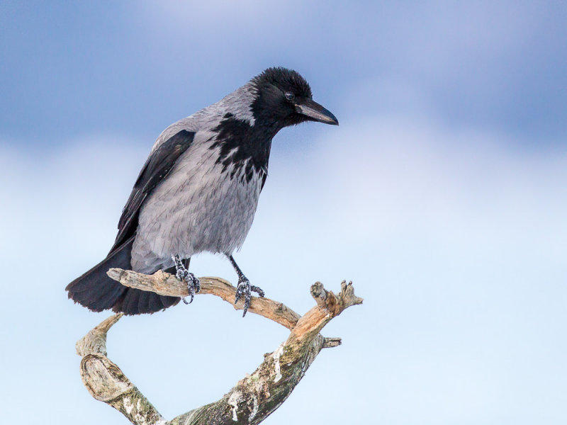 hooded crow<br><i>(Corvus cornix)</i>