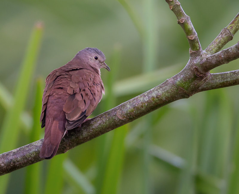 ruddy ground-dove(Columbina talpacoti)