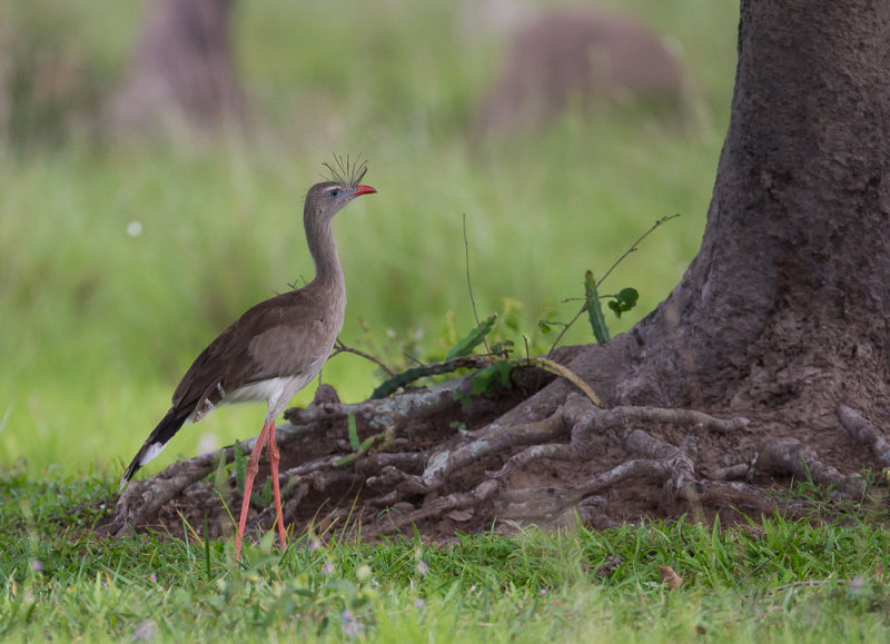 red-legged seriema(Cariama cristata)