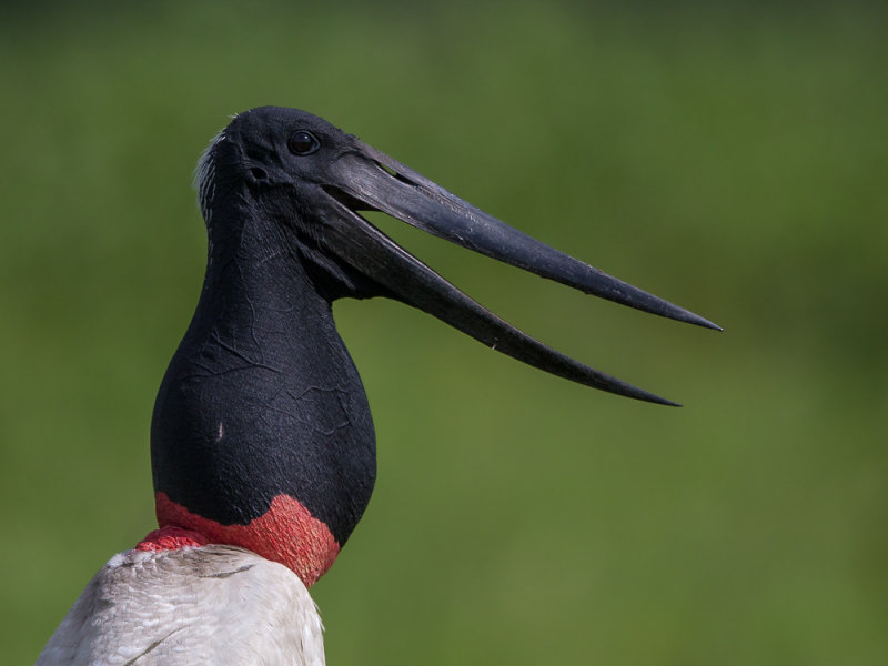 jabiru(Jabiru mycteria)