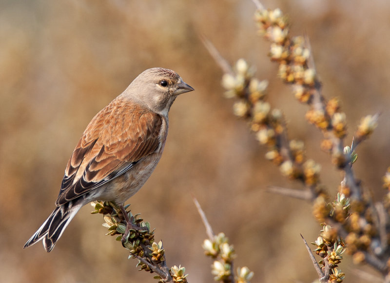 common linnet (f.)(Linaria cannabina, NL: kneu))