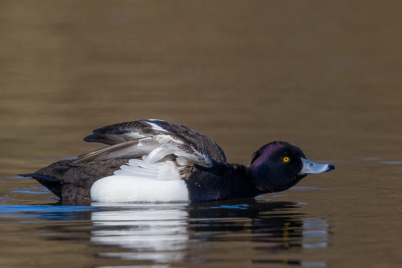 tufted duck(Aythya fuligula, NL: kuifeend)