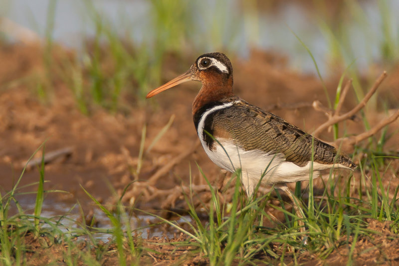 greater painted-snipe (f.)(Rostratula benghalensis)