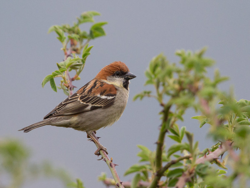 russet sparrow(Passer rutilans)