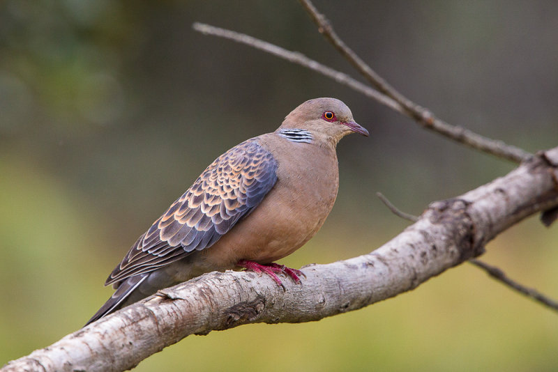 oriental turtle dove(Streptopelia orientalis)