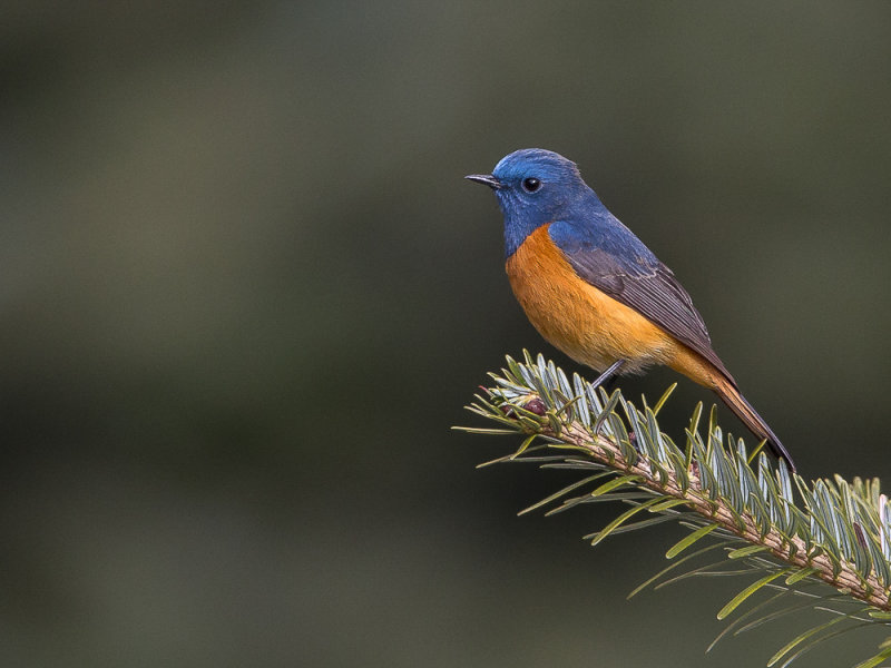 blue-fronted redstart(Phoenicurus frontalis)