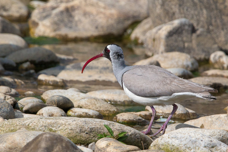 ibisbill(Ibidorhyncha struthersii)