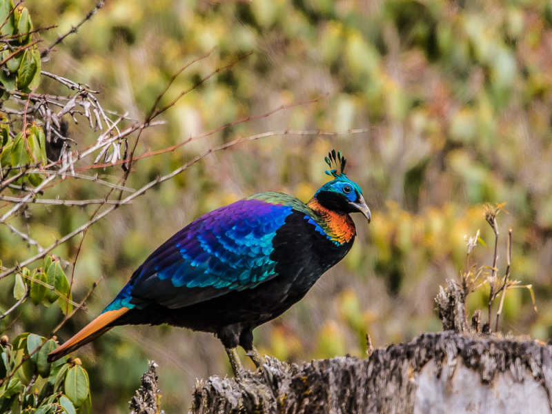 himalayan monal(Lophophorus impejanus)