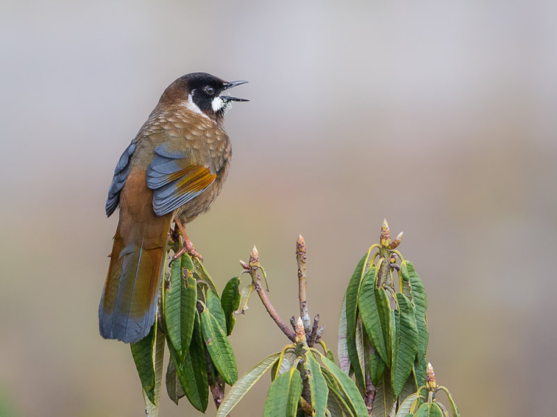 black-faced laughingthrush(Trochalopteron affine)