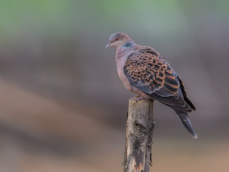 oriental turtle dove(Streptopelia orientalis)