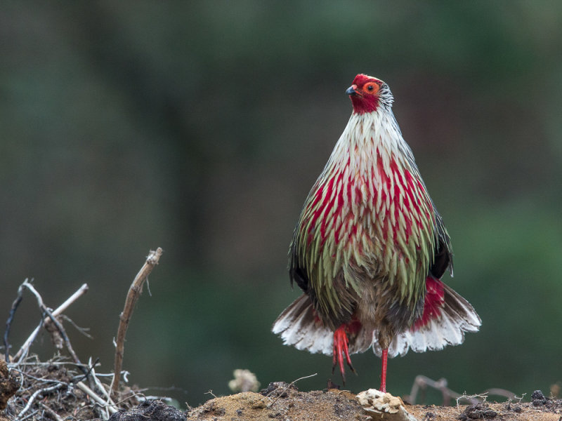 blood pheasant(Ithaginis cruentus)