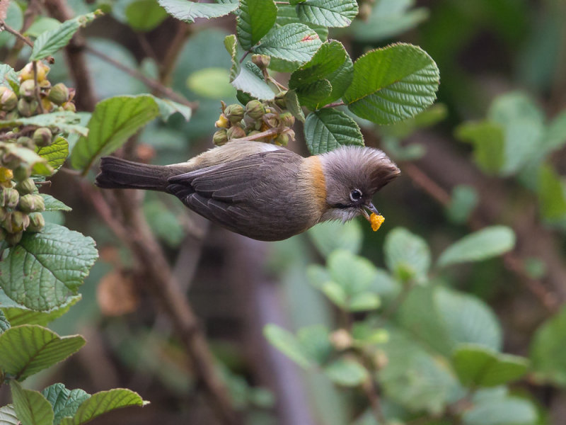 whiskered yuhina(Yuhina flavicollis)