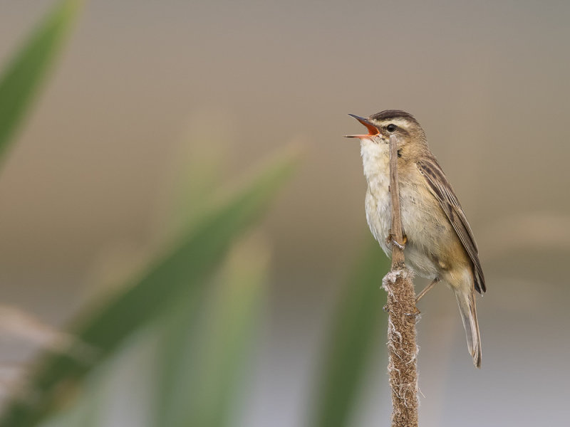 sedge warbler(Acrocephalus schoenobaenus, NL: rietzanger)