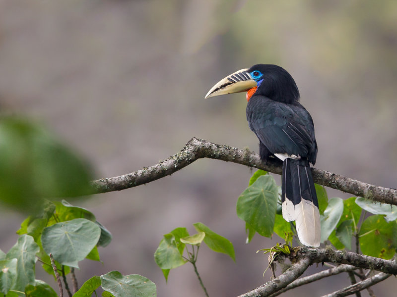 rufous-necked hornbill (f.)(Aceros nipalensis)