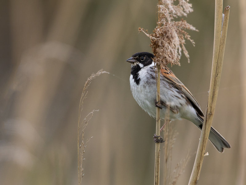 reed bunting(Emberiza schoeniclus, NL: rietgors)