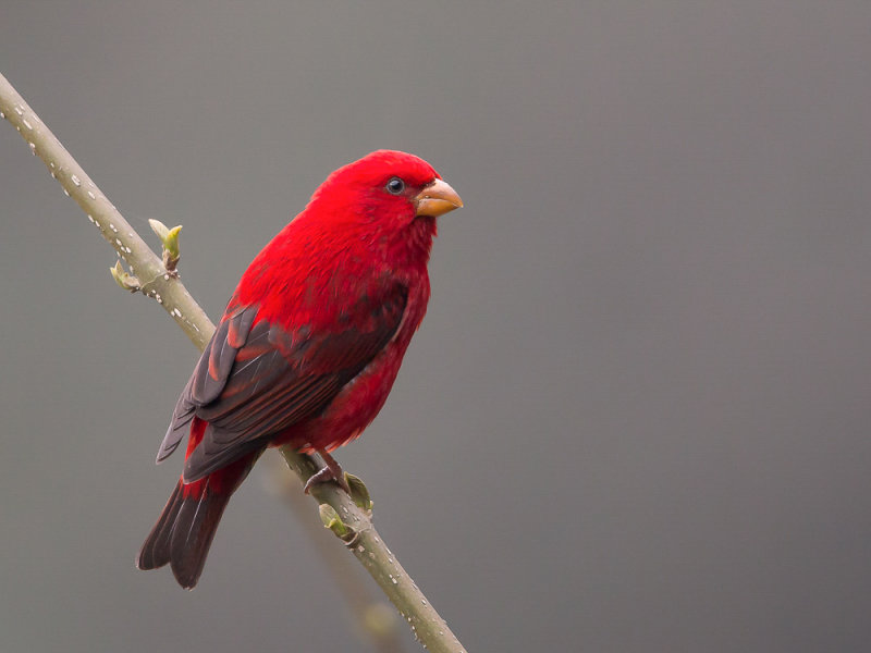 scarlet finch(Carpodacus sipahi)