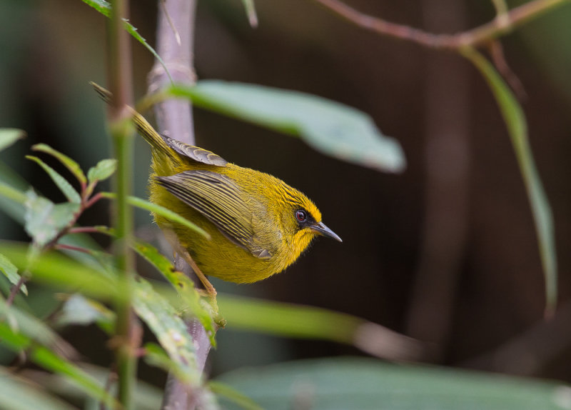 golden babbler(Stachyris chrysaea)