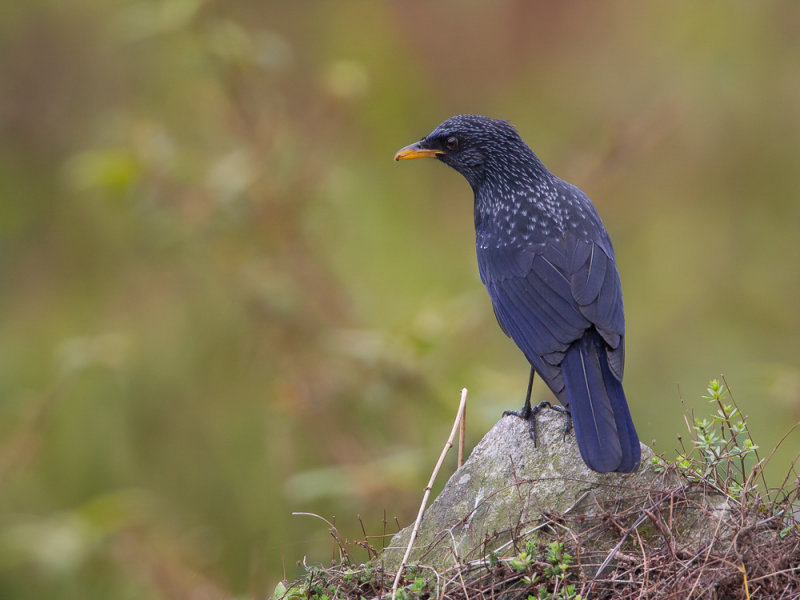 blue whistling thrush(Myophonus caeruleus)