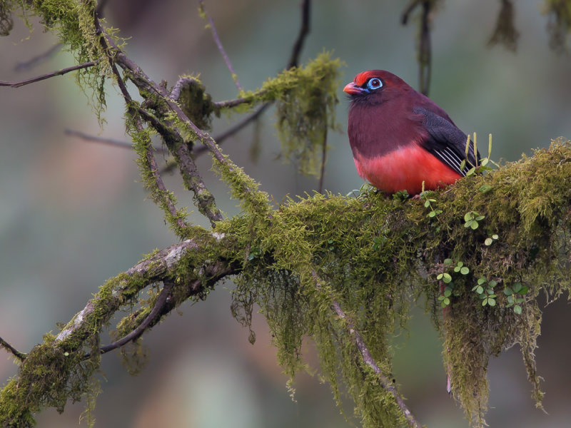 Ward's trogon(Harpactes wardi)