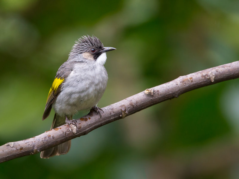 ashy bulbul(Hemixos flavala)