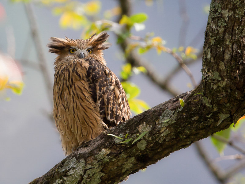 tawny fish owl(Ketupa flavipes)