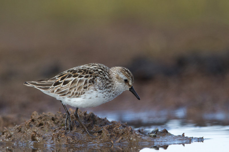 semipalmated sandpiper<br><i>(Calidris pusilla)</i>