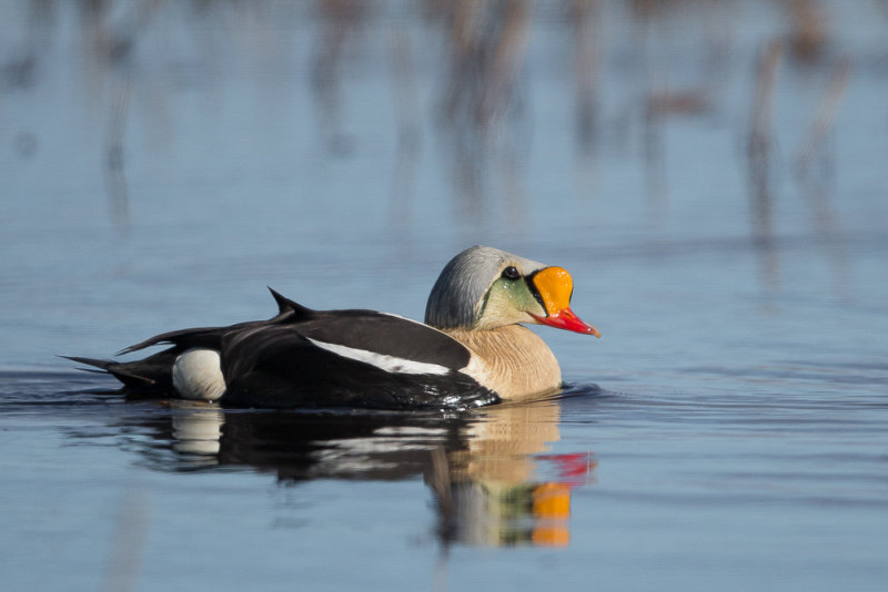 king eider<br><i>(Somateria spectabilis)</i>