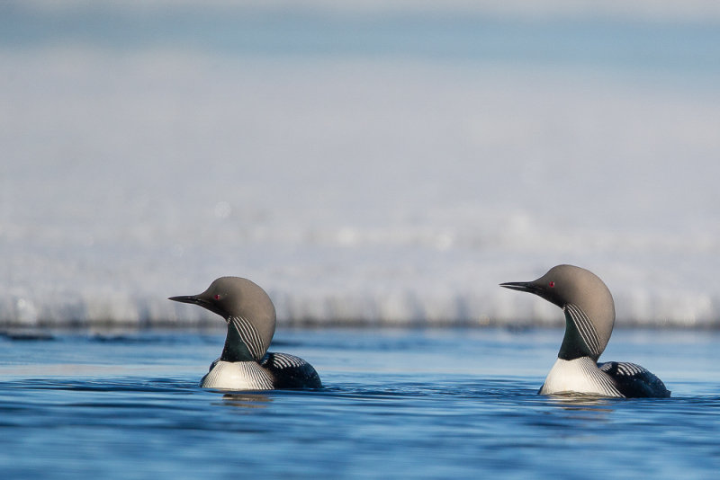 pacific loon<br><i>(Gavia pacifica)</i>