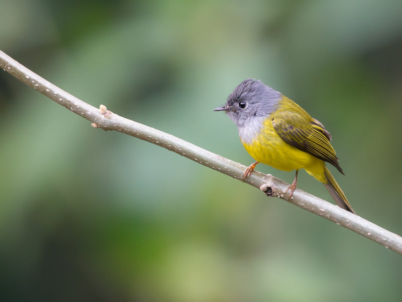 grey-headed canary-flycatcher(Culicicapa ceylonensis)