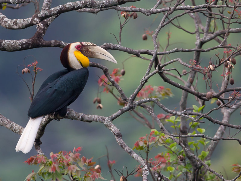 wreathed hornbill(Aceros undulatus)