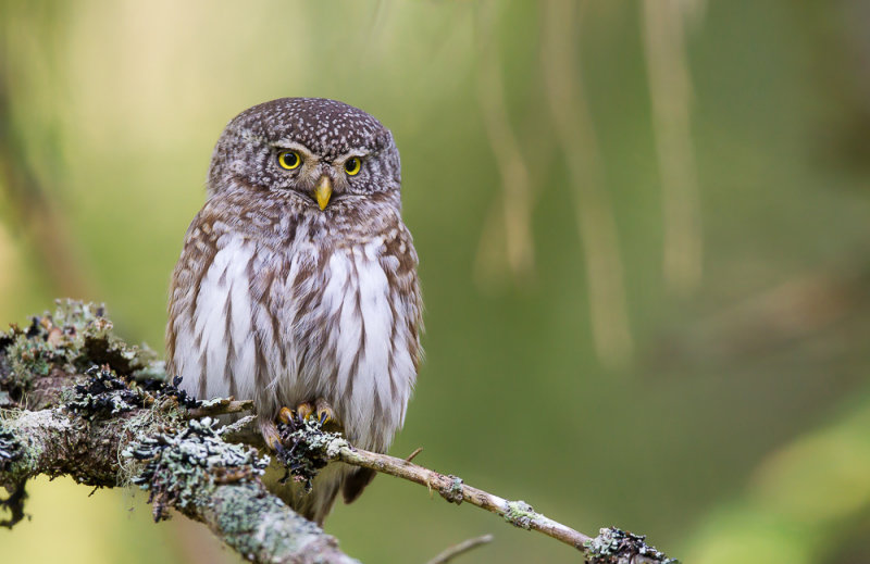 pygmy owl<br><i>(Glaucidium passerinum; NL: dwerguil)</i>