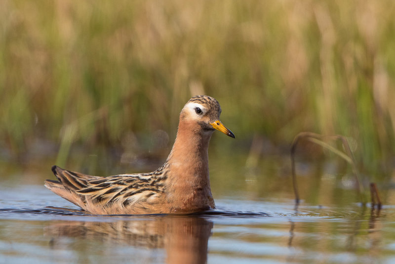 red phalarope (m.)<br><i>(Phalaropus fulicarius, NL rosse franjepoot)</i>