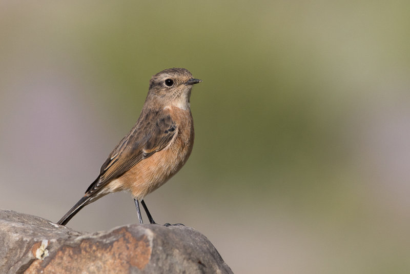siberian stonechat<br><i>(Saxicola maurus, NL aziatische roodborsttapuit)</i>