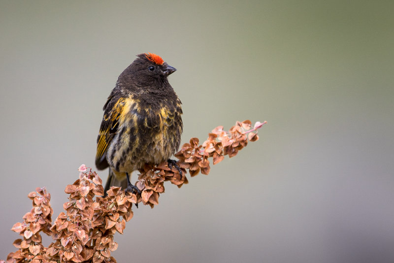 red-fronted serin<br><i>(Serinus pusillus, NL: roodvoorhoofdkanarie)</i>