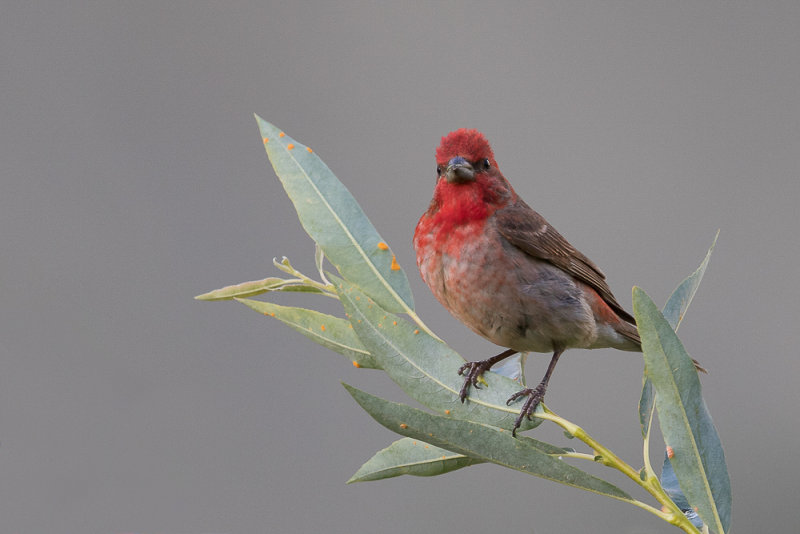common rosefinch<br><i>(Carpodacus erythrinus, NL: roodmus)</i>