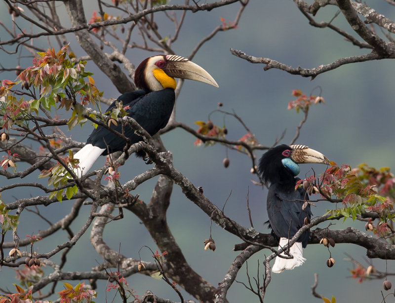 wreathed hornbill(Aceros undulatus, NL: gewone jaarvogel)