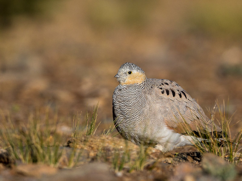 tibetan sandgrouse<br><i>(Syrrhaptes tibetanus, NL: tibetaans steppehoen)</i>