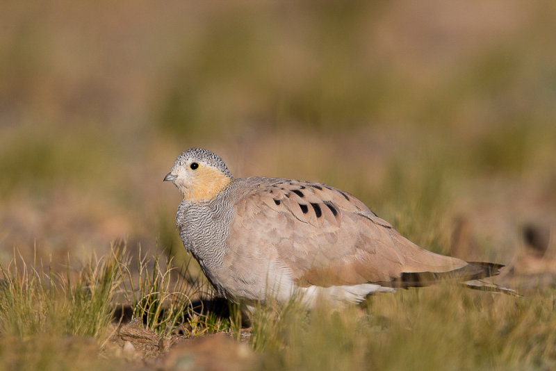 tibetan sandgrouse<br><i>(Syrrhaptes tibetanus, NL: tibetaans steppehoen)</i>