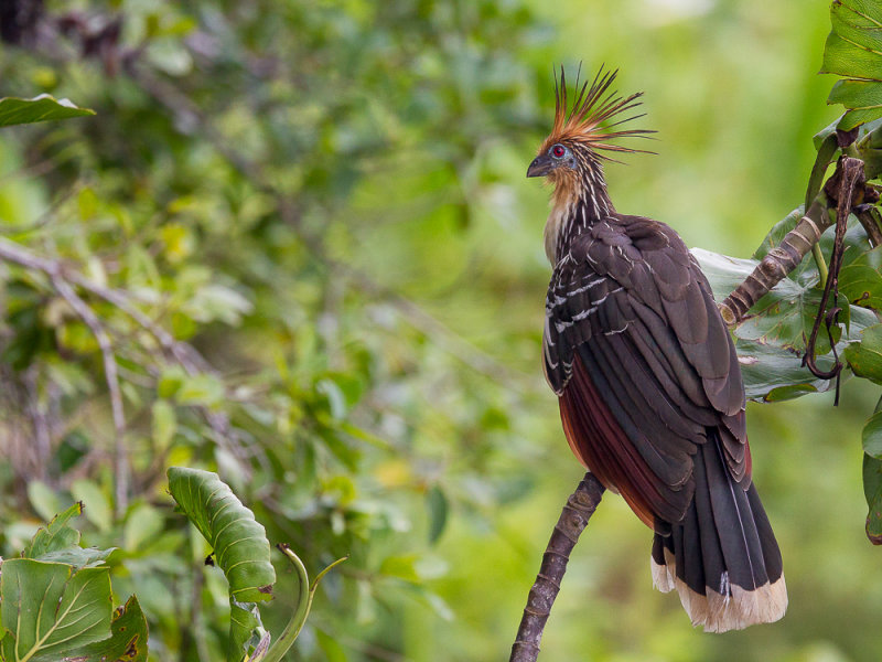 hoatzin (Opisthocomus hoazin)