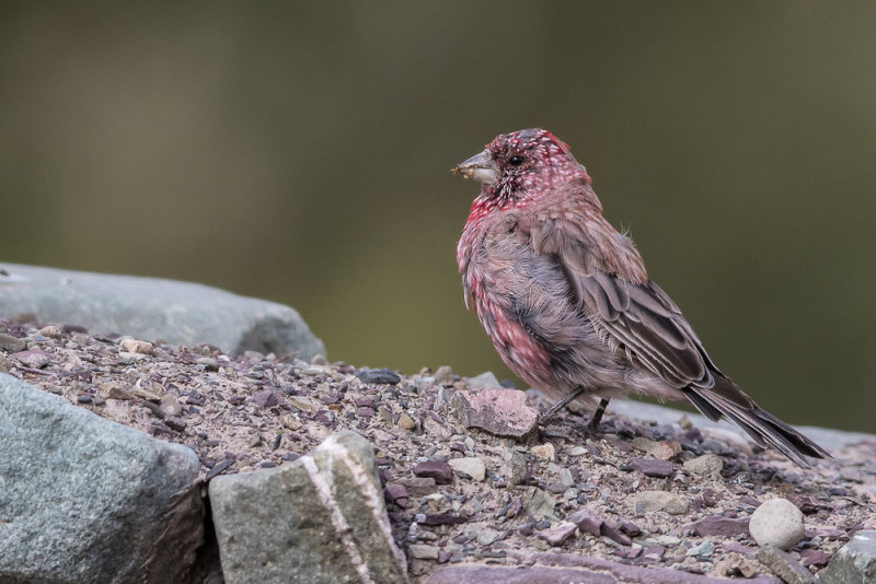 great rosefinch<br><i>(Carpodacus rubicilla, NL: grote roodmus)</i>