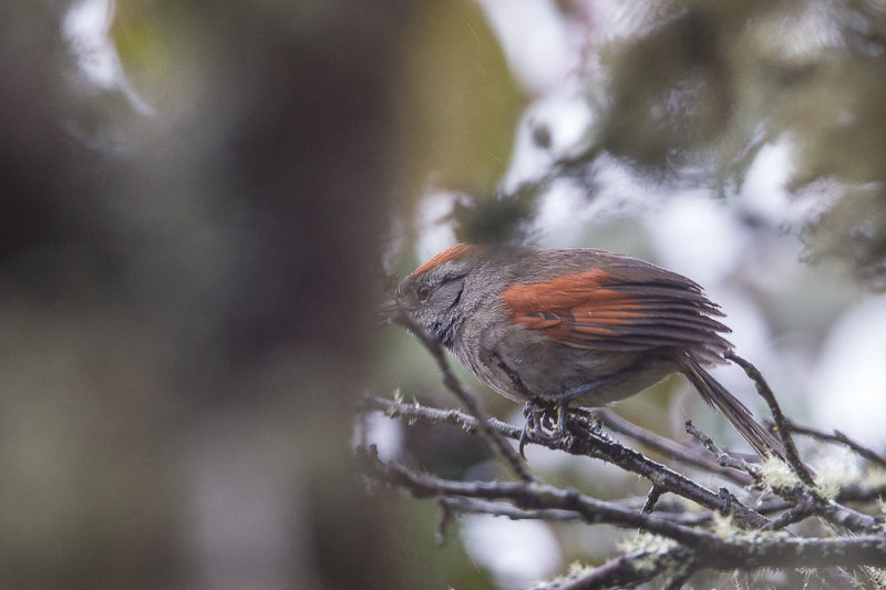 silvery-throated spinetail(Synallaxis subpudica)