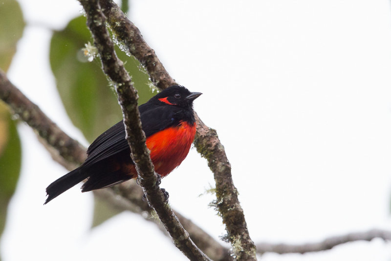 scarlet-bellied mountain-tanager(Anisognathus igniventris)