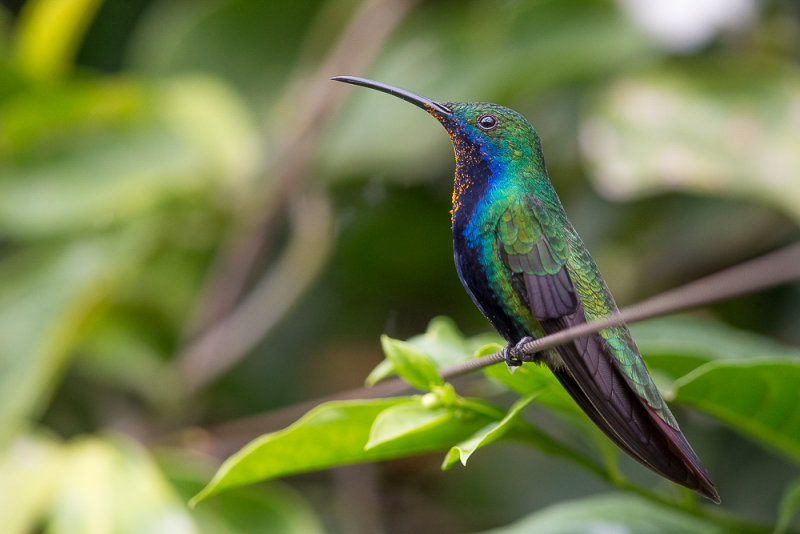 black-throated mango (m.)<br><i>(Anthracothorax nigricollis)</i>