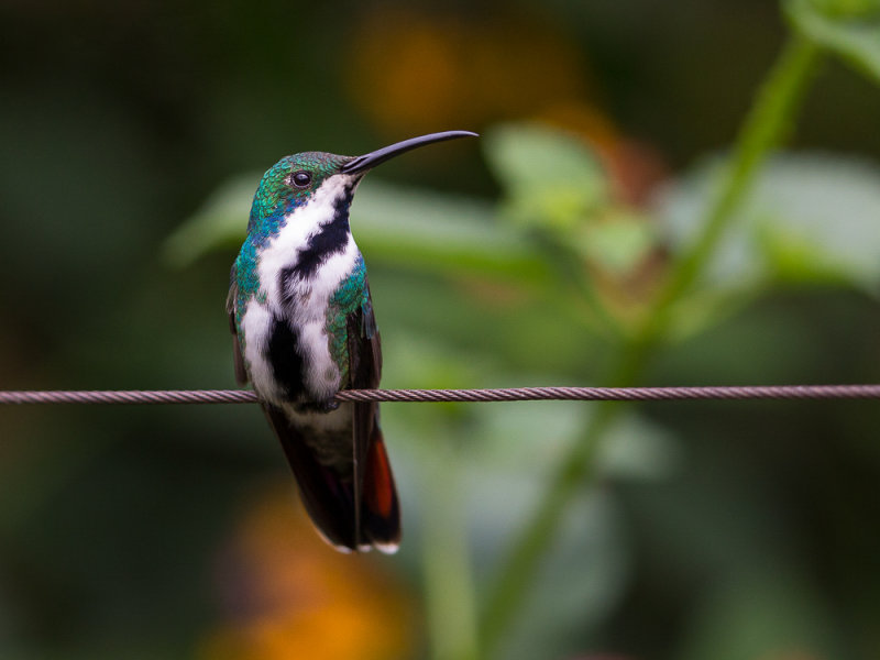 black-throated mango (f.)(Anthracothorax nigricollis)