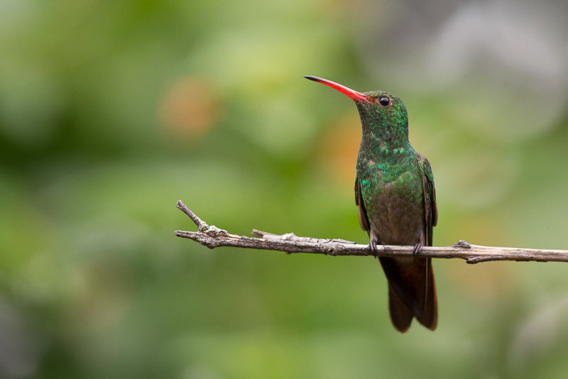 rufous-tailed hummingbird(Amazilia tzacatl)