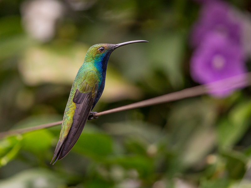 black-throated mango (m.)(Anthracothorax nigricollis)