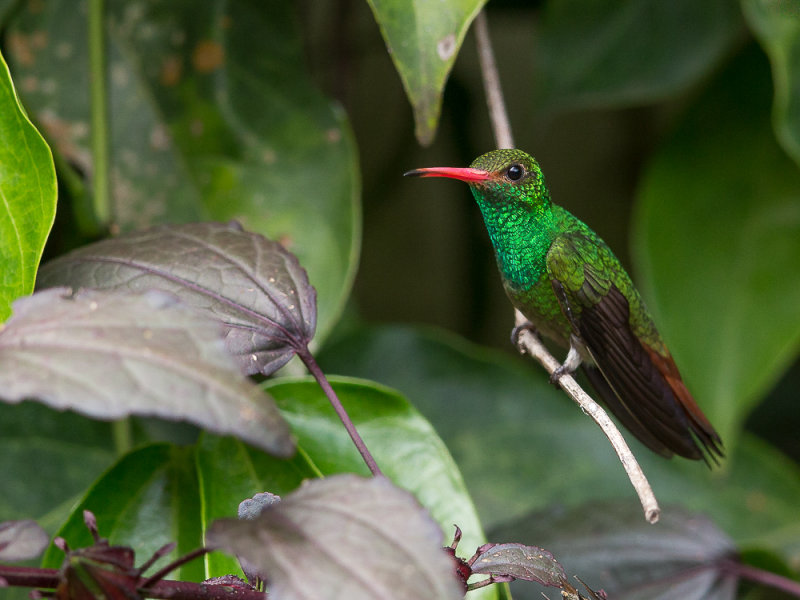 rufous-tailed hummingbird(Amazilia tzacatl)