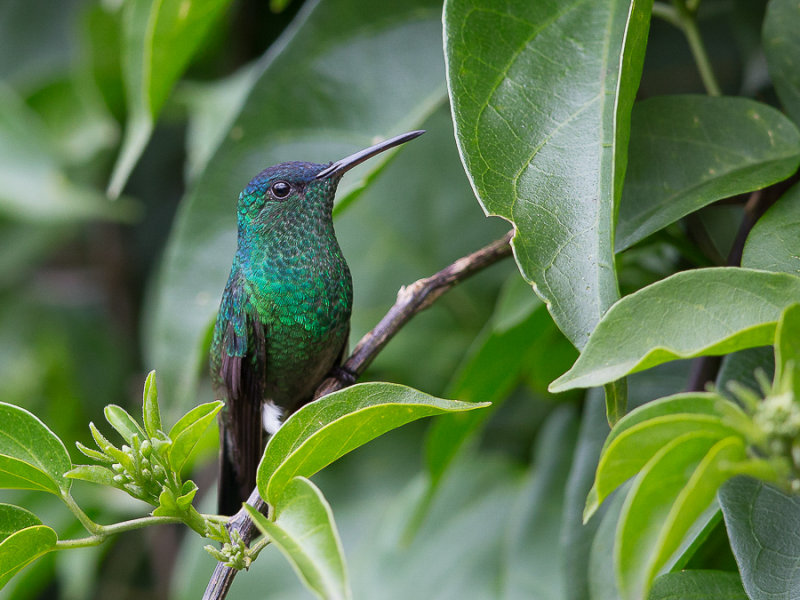indigo-capped hummingbird(Amazilia cyanifrons)