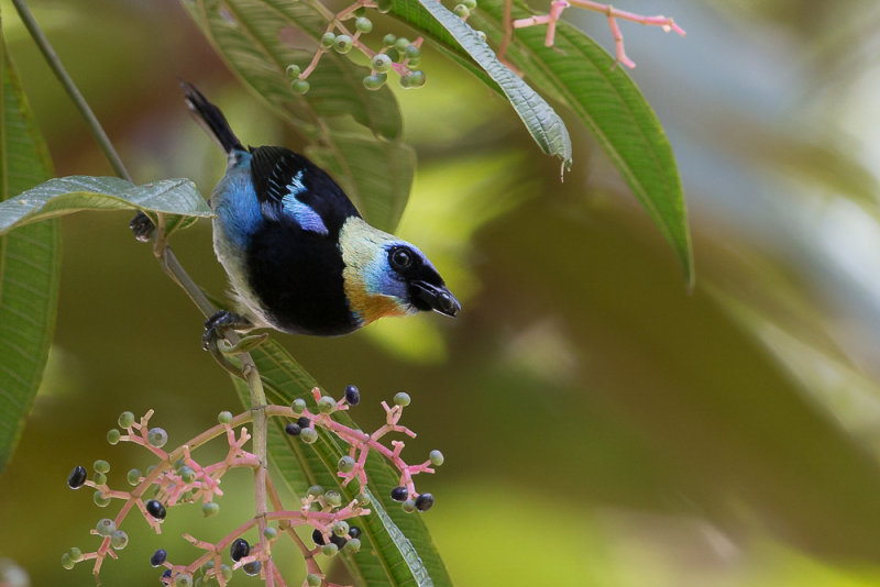 golden-hooded tanager(Tangara larvata)