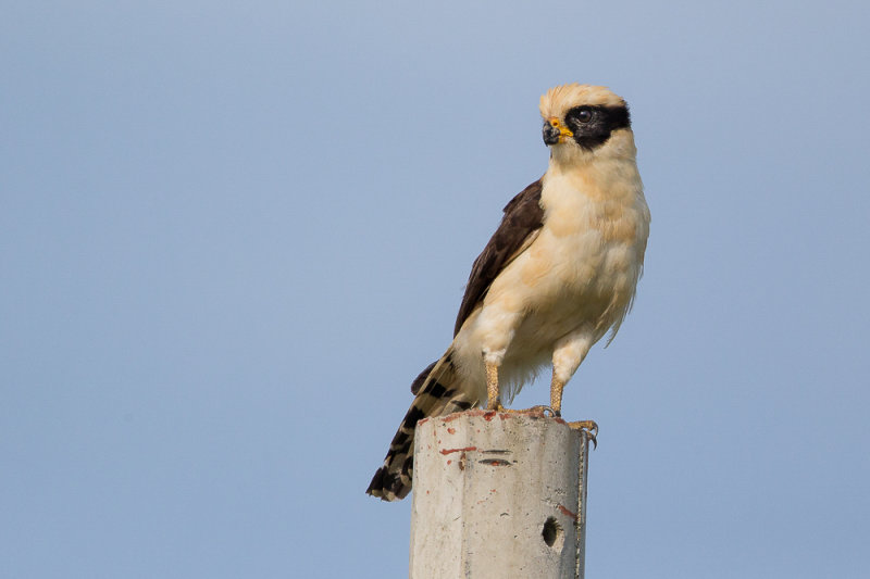 laughing falcon<br><i>(Herpetotheres cachinnans)</i>
